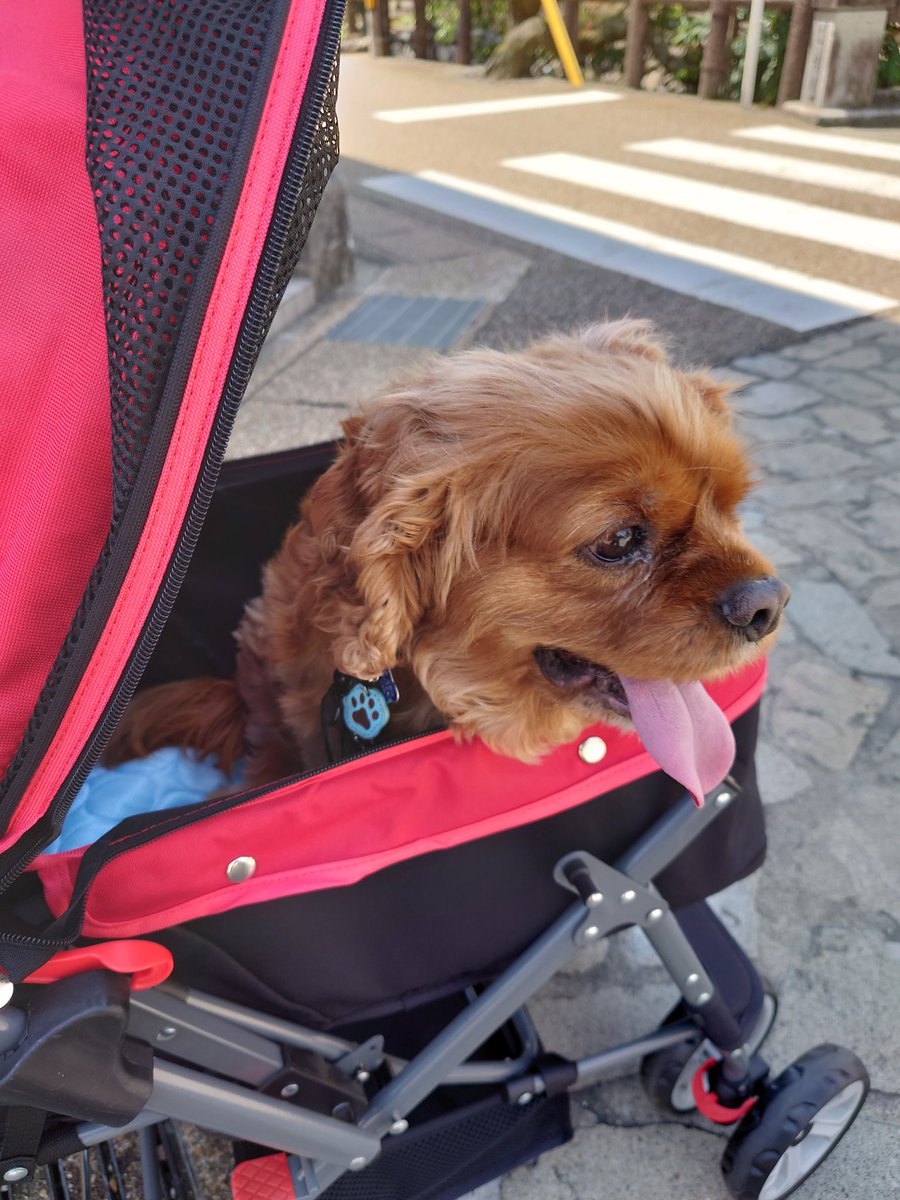 akko_0115's tweet photo. 今日はハルくんと岐阜県郡上八幡に来てます🐕🐾
下呂温泉にわんこと泊まれるわん泊亭さんに泊まります🐶暑くて舌出してハアハアしてました👅ランチにお蕎麦屋さんに入ったら親切にお店の中に入れてくれてありがったです🤲 https://t.co/7kvNbAunYv