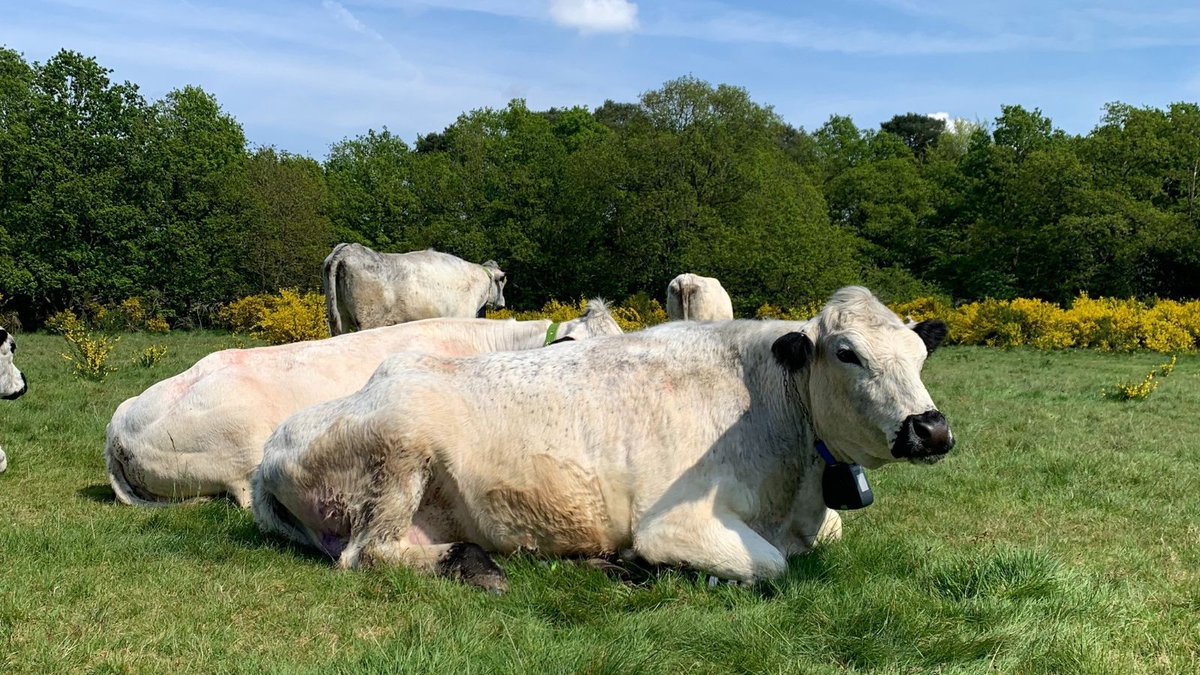 This #InternationalWorkingAnimalDay we are celebrating our wonderful livestock who work hard to keep #wildlife diverse &amp; thriving at #BurnhamBeeches &amp; #StokeCommon. Please do not feed or touch our cows &amp; ponies, and please keep your distance from them.