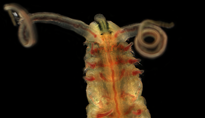 Christoph Bleidorn tweet media