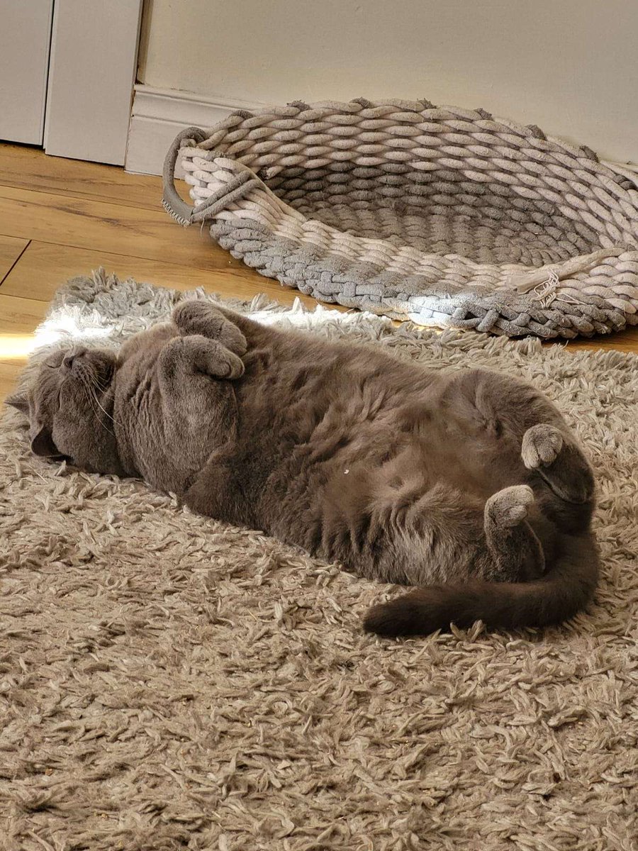 inkqinkyink's tweet photo. @JiaraVappy2008 My cat doesn't loaf but does this instead https://t.co/abXGP0Gq0W