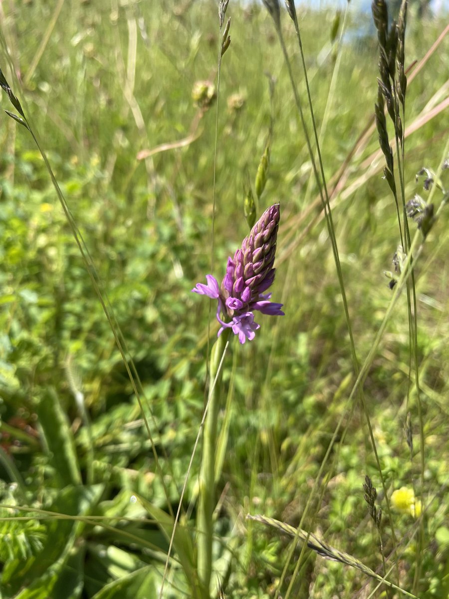 becksmaxgreen's tweet photo. @ehbpollard @wildlifebcn Seen a fair few pyramidal there this year too https://t.co/Jab3jyD2Nw