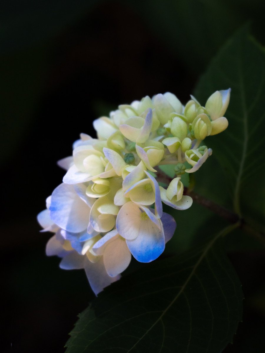 ☆1.2月特典☆ꕤ*˸*yukochun出品✻*˸ꕤ Gabriel/koko/playerIII (@5cZo6) / X