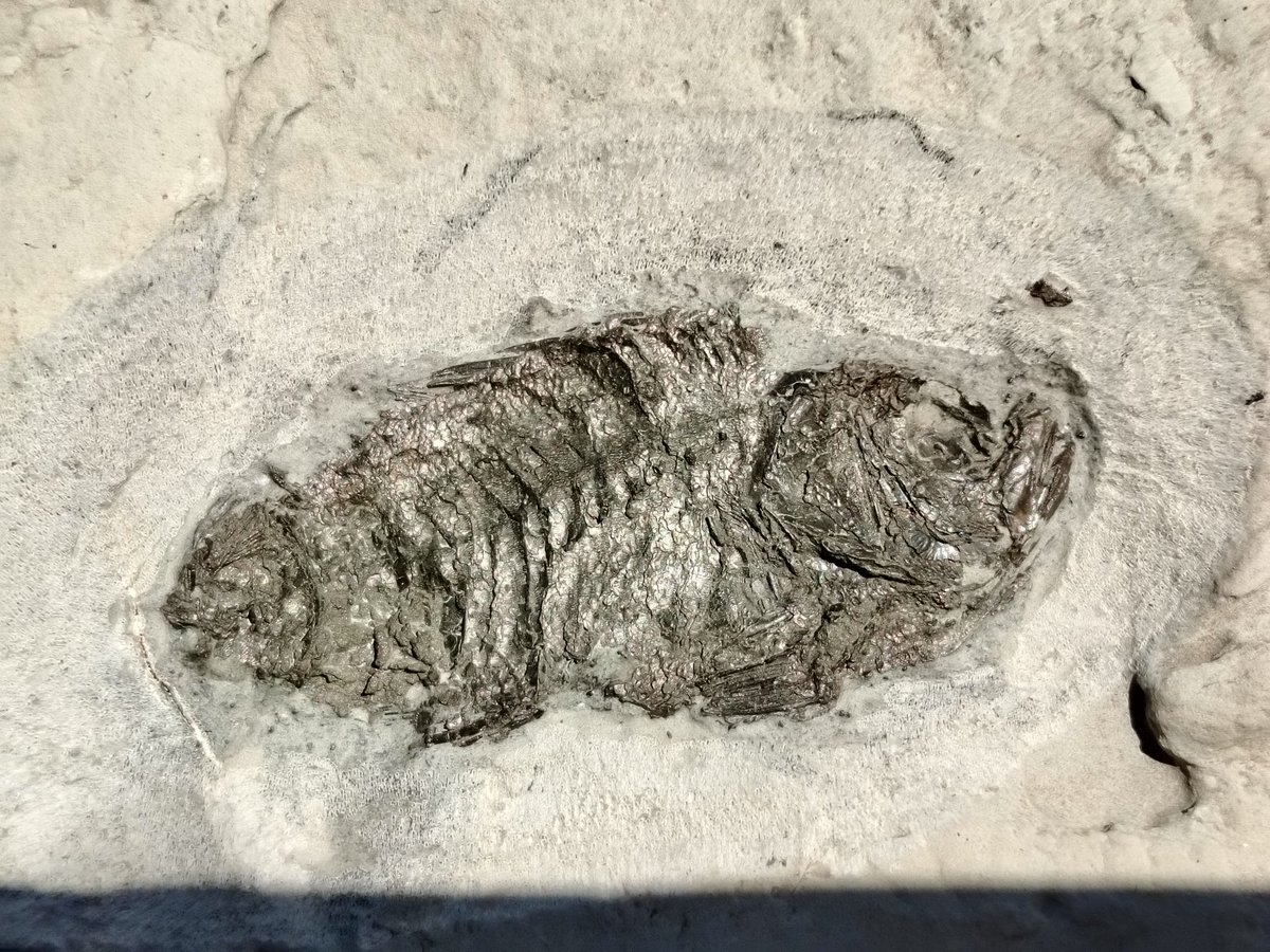 ForumFossil's tweet image. This years @FossilFestival was a great weekend! To make it even more interesting I received back some of my #Londonclayfossils which had been away for prep! These two stunning fish specimens were worth the wait! #sheppeyfossils #fossilfish #eocenefossil #londonclay