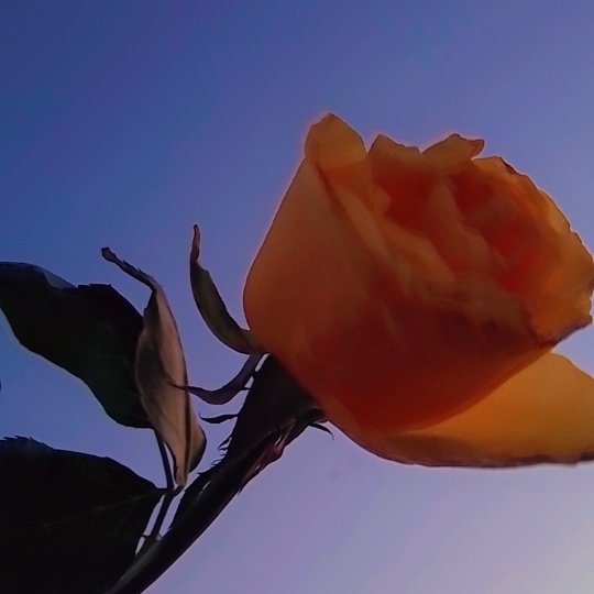 #صورة_ملف_شخصي_جديدة