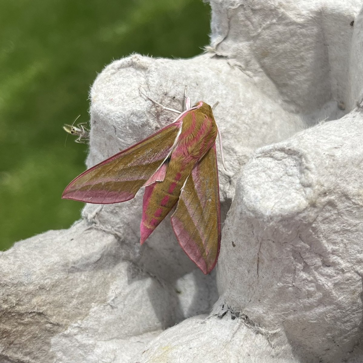 Mannington Hall and Estate tweet media