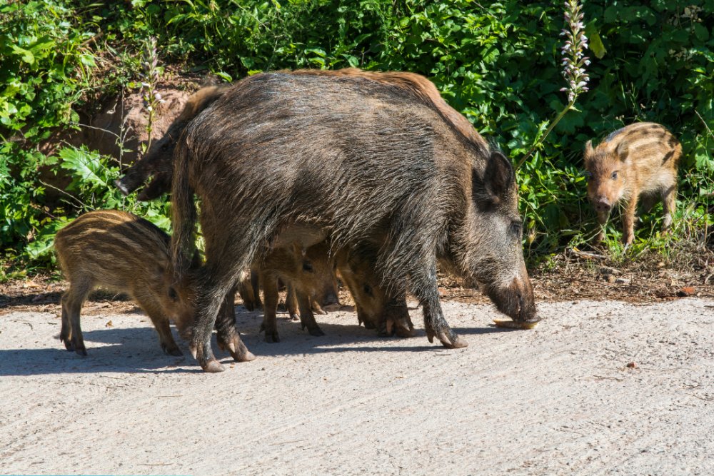 Foto cedida por Ayuntamiento de SanSe