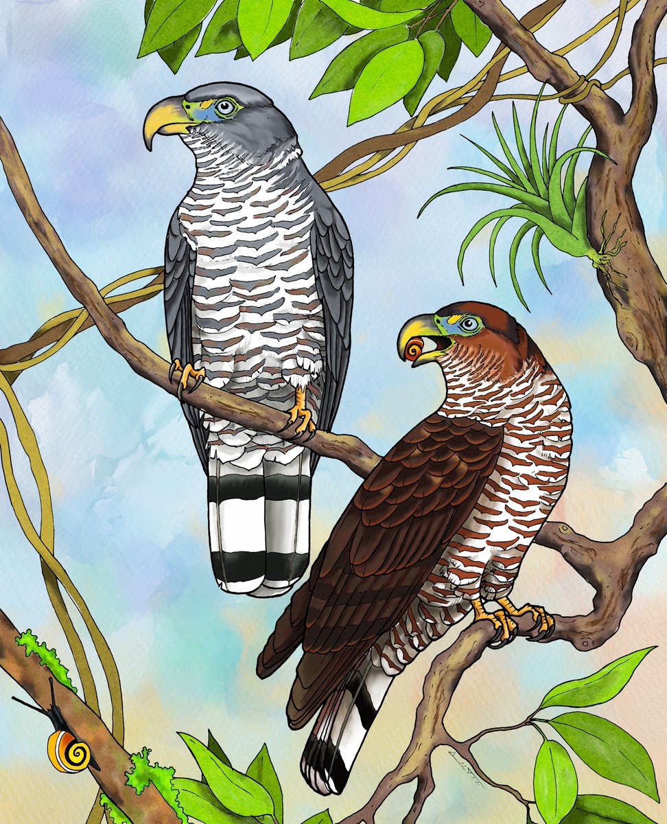 BirdsCaribbean's tweet photo. Endemic Bird of the Day, Day 158! 🦩🦉🦜 One of the world's rarest raptors–the Cuban Kite! 🇨🇺
For more feathery facts, free activities 🧩 and coloring page: https://t.co/3AnLv0KJm7
Illustration by👨🏻🎨: Arnaldo Toledo
#CEBF #FromTheNest #ProtectInsectsProtectBirds https://t.co/rigpSaK6BS