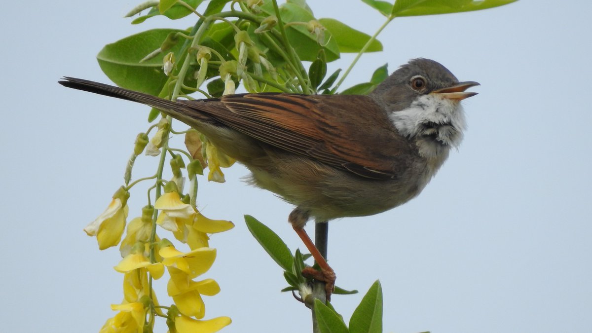Lee Valley Park (@leevalleypark) on Twitter photo Today is #NaturePhotographyDay! We get some great visitors to the park that are handy with a camera! Here are some of the recent photos from their visits.
<a href="/giles_greenwood/">Giles Greenwood</a>
<a href="/Elliott81758817/">Sam O'Donnell</a>
<a href="/StuartFox1/">Stuart Fox</a>
<a href="/alanrevel/">alan revel</a> Today is #NaturePhotographyDay! We get some great visitors to the park that are handy with a camera! Here are some of the recent photos from their visits.
<a href="/giles_greenwood/">Giles Greenwood</a>
<a href="/Elliott81758817/">Sam O'Donnell</a>
<a href="/StuartFox1/">Stuart Fox</a>
<a href="/alanrevel/">alan revel</a>