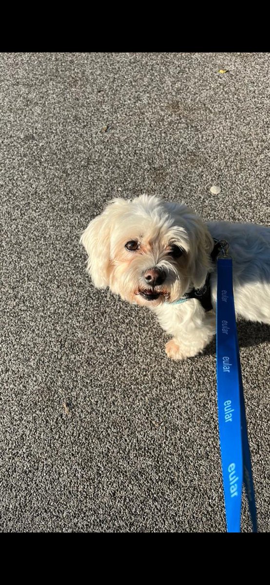 Alternative use of the #EULAR lanyard when your dog's leash breaks down 😜
#EULAR24