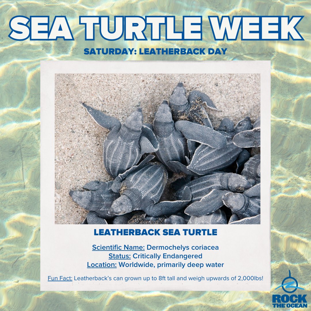 RockTheOcean's tweet image. Today is about the largest sea turtle in the world... Leatherbacks! 

They can eat 2,000 pounds of jellyfish in a day! Without Leatherbacks controlling jellyfish populations it would be near impossible for humans to enjoy the ocean.

#SeaTurtleWeek #Leatherbacks #RockTheOcean