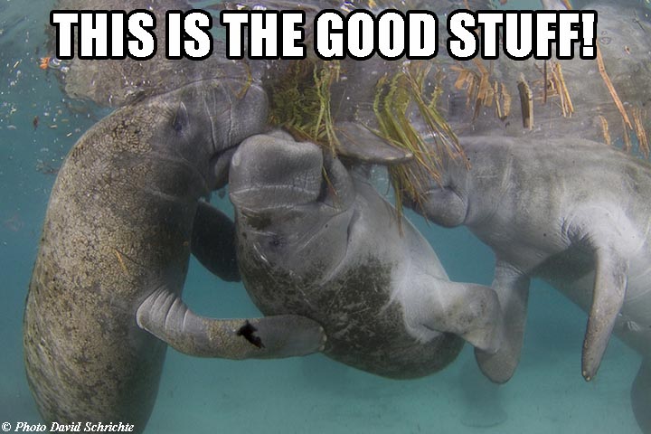 savethemanatee's tweet image. Happy weekend!
savethemanatee.org