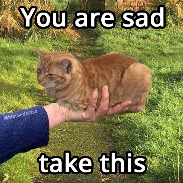 Punch Cat (@punchingcat) on Twitter photo 