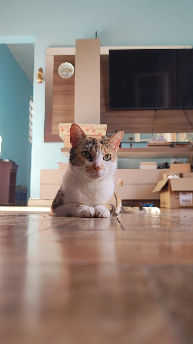 Sábado da gatinha mimas!

Olha gente, sou eu
Ass: gatinha mimas