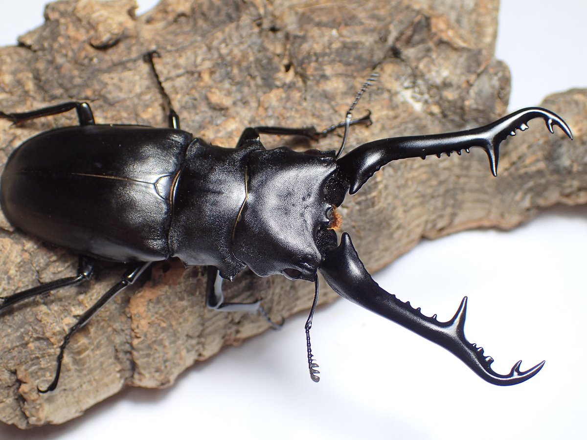 木内【標本】ギラファノコギリクワガタ　フローレス島産 113.3 野外品 ギラファノコギリクワガタ フローレス島 最大亜種 野外品104mm 世界