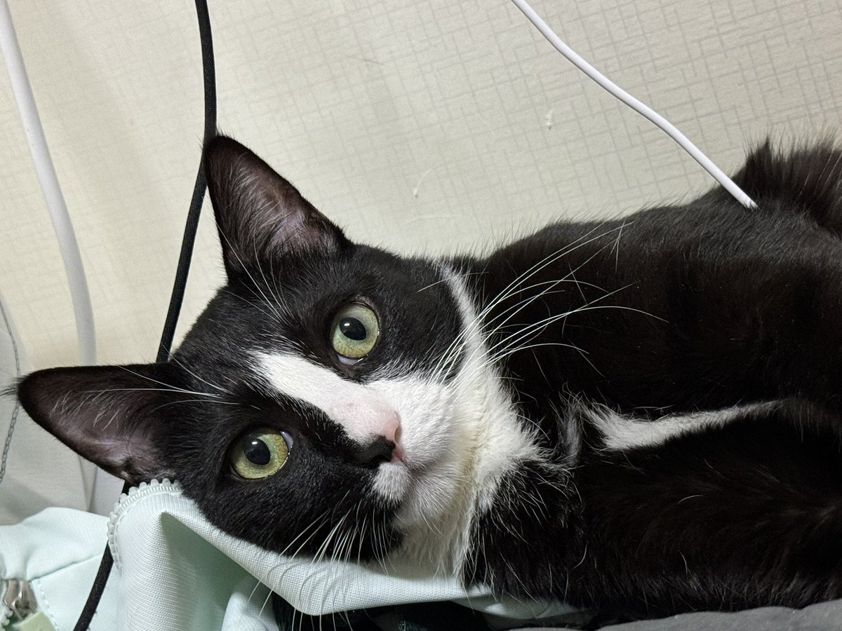 여자친구들과 빈님 생파..🤍

내 뚱쭝이 입술 다 뜯어놓은 고양이 고발합니다