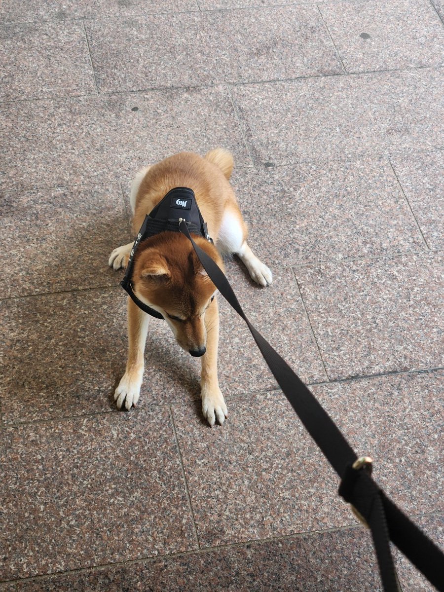 계단싫어견
망했음 평생 계단 안고가야됨