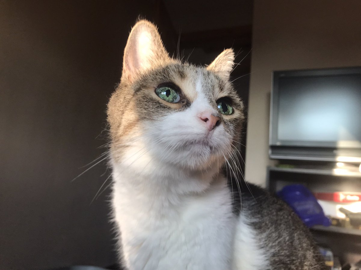 Late last night, we lost the world’s prettiest old lady. 🌈
Betty’s favorite things were gravy treats, giving wet kitty kisses, her best friend Cid, her heating pad, and ham. She had 26 perfect toes and the biggest green eyes I’ve ever seen. She was the goodest a girl could be 💚