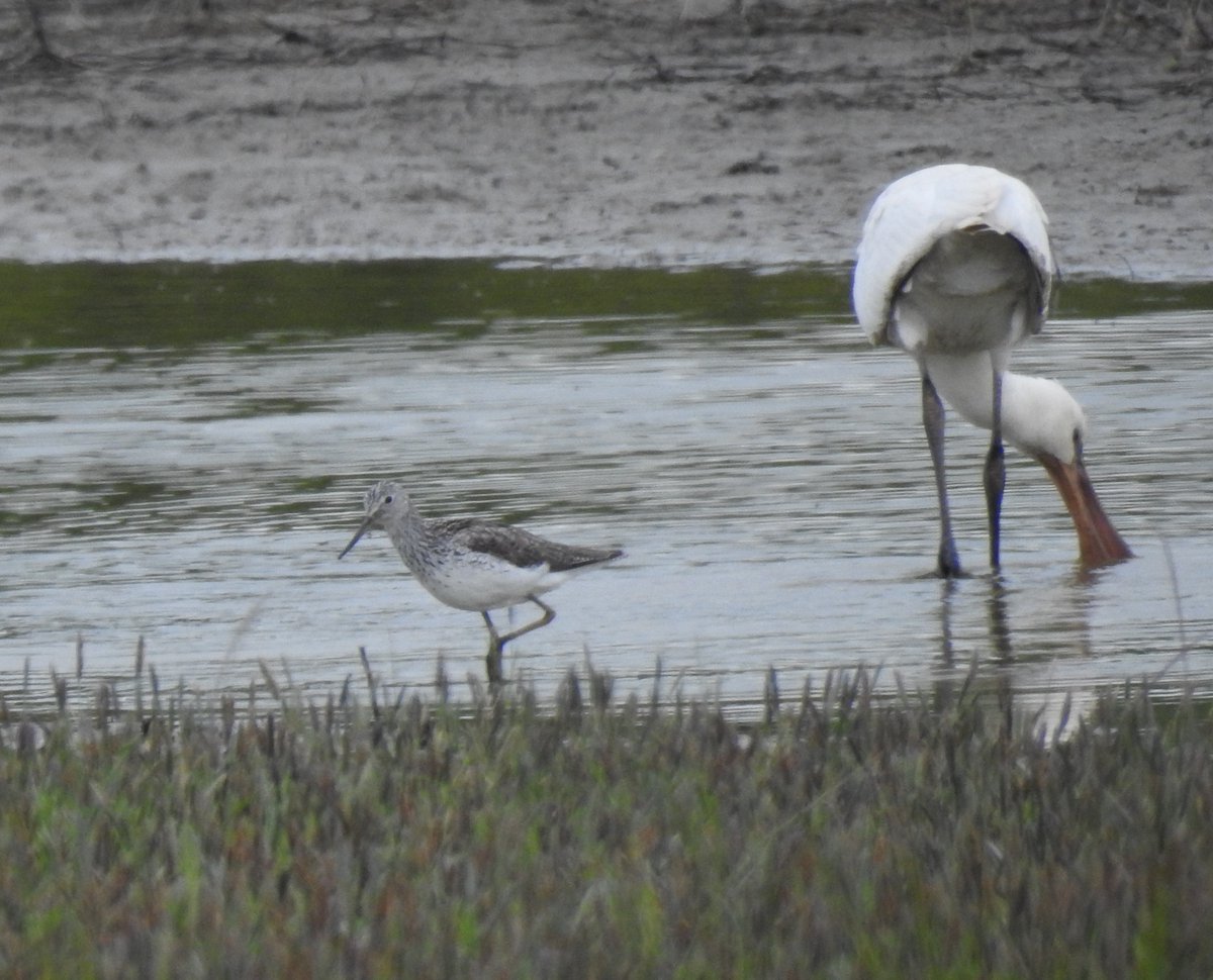 Less than annual on the 5km patch, this Spoonbill was a welcome addition at Beal Bank Flash today. (Thanks for the shout <a href="/Mark_A_Eaton/">Mark Eaton</a>). Spoonbill and Greenshank feeding together with a strangely similar feeding technique. <a href="/NTBirdClub/">Northumberland & Tyneside Bird Club</a>