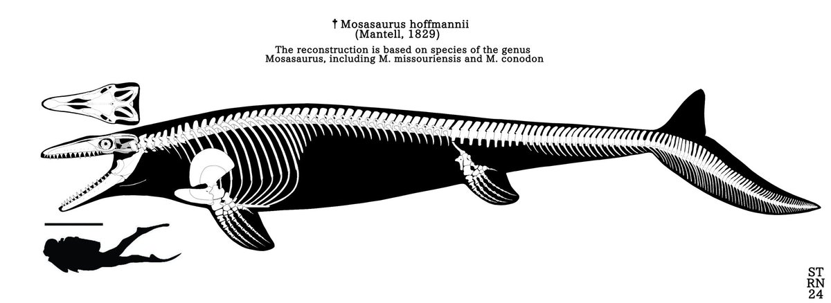ArtSaturator's tweet image. ̶G̶i̶a̶n̶t ̶s̶e̶a ̶c̶o̶n̶d̶o̶m ̶s̶e̶r̶p̶e̶n̶t Mosasaurus hoffmannii skeletal reconstruction