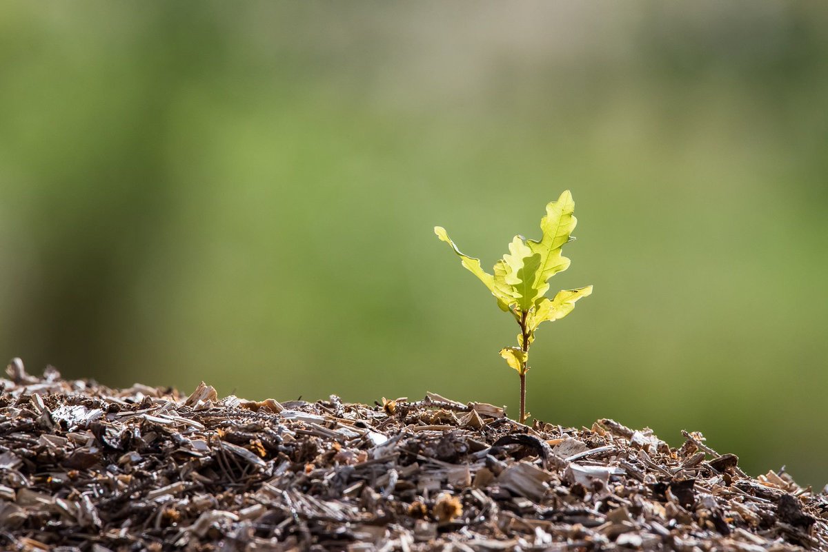 NEW EVENT! Our next session in our tree growing series, Growing Up will look at introducing you to some of the main things we need to think about when keeping our young trees alive and thriving over the difficult summer months. 

Tickets available here: buff.ly/4bPKC1W