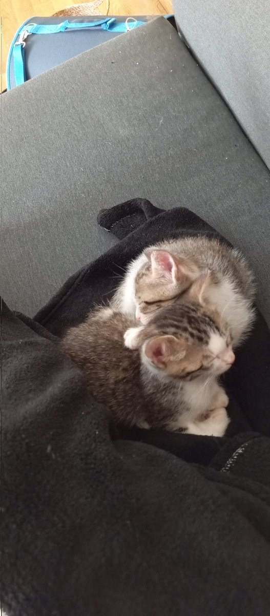 Es diuen Marx i Engels, i se'm trenca una mica el cor quan la gent em demana com s'escriuen els seus noms 💔