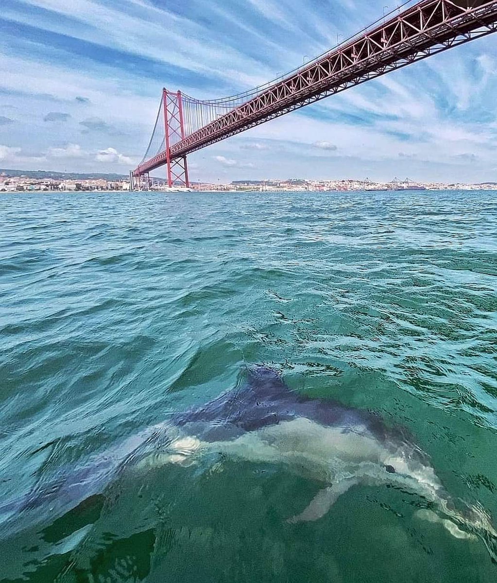 Ainda falta fazer muito mas o trabalho, algo silencioso, que se tem feito desde há longos anos para despoluir a foz do Tejo começa a ser bem evidente.❤️👏👏👏👏
