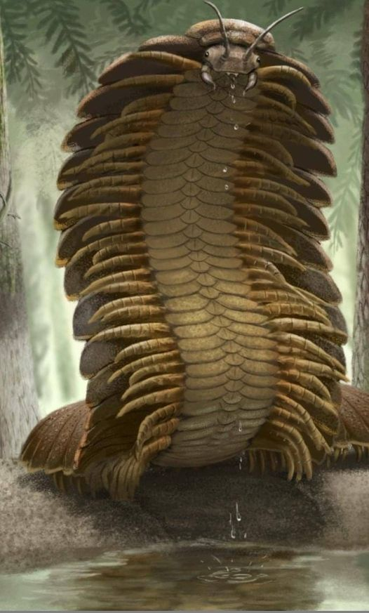 Prehistoric Giant Centipede Arthropleura, An Extinct Giant Millipede