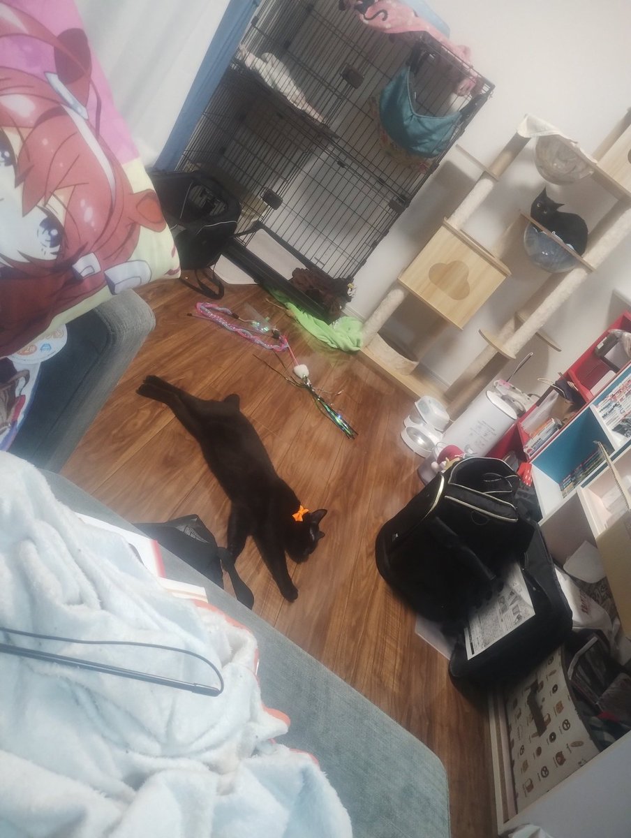 Bloody_S_R's tweet photo. 先週息子2人を保護団体から里子でお迎えしました
すぐ餌、水、トイレやってくれたからよかった
お迎えして初めて一日休みで出れてくれたから一安心(〃∇〃) https://t.co/xMQVO8SYG5