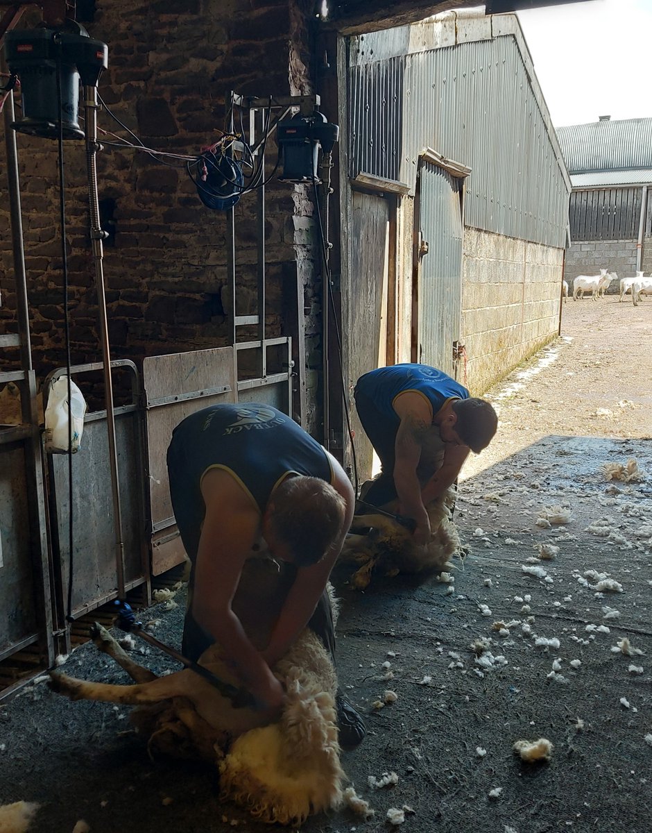 NickyDavies19's tweet photo. Shearing 2024 age range 16 to 83 years old, #meitygang  #nextgenerationfarmers @nfu https://t.co/7HO1qQ9ABo