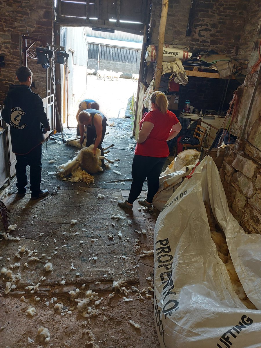NickyDavies19's tweet photo. Shearing 2024 age range 16 to 83 years old, #meitygang  #nextgenerationfarmers @nfu https://t.co/7HO1qQ9ABo