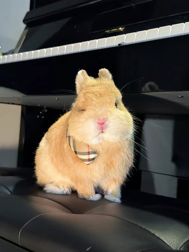 Why you should have a rabbit tweet media