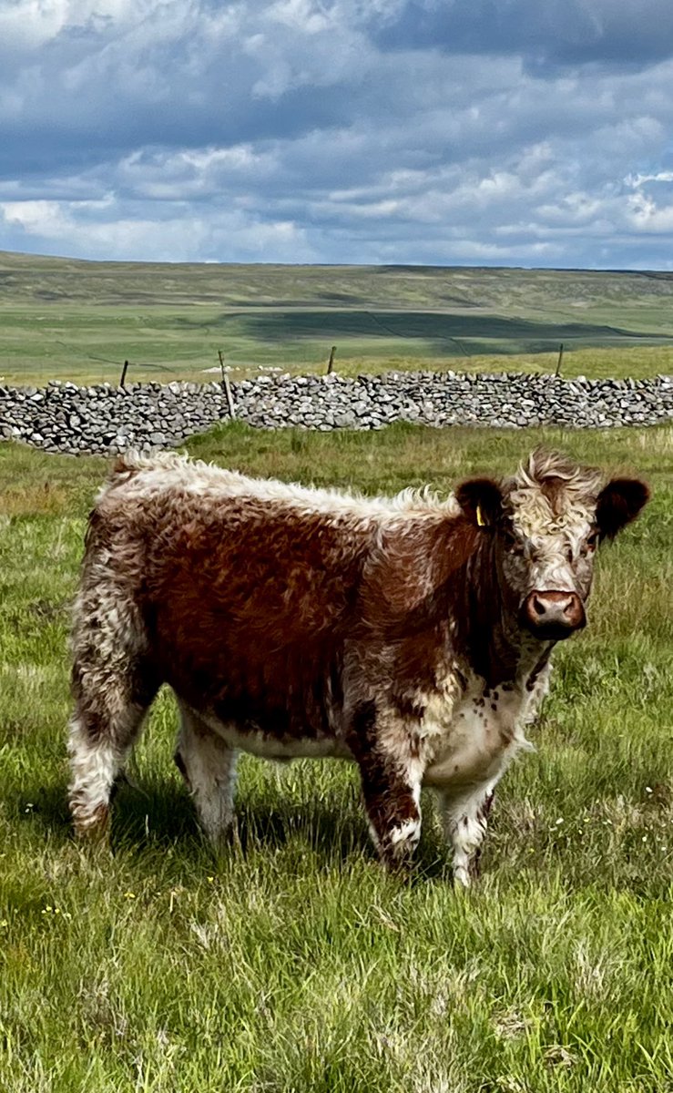 Hill Top Farm tweet media