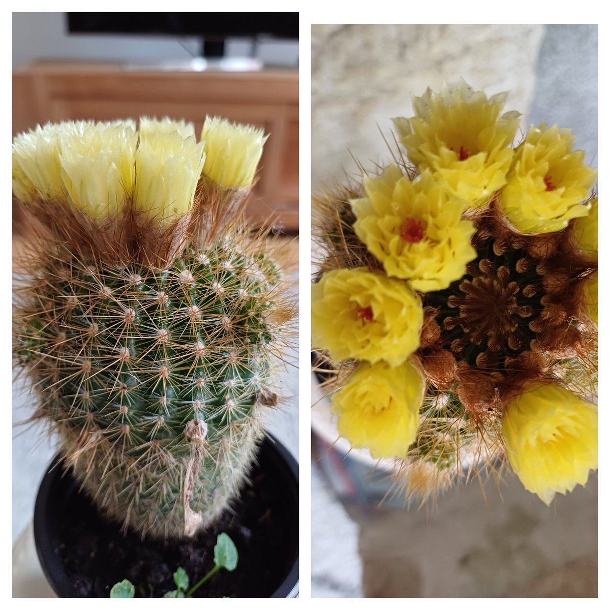 RobinvanderK's tweet image. Van iedere cactus die ik in bloei krijg kan ik vrolijk worden 🥳
#simpleman