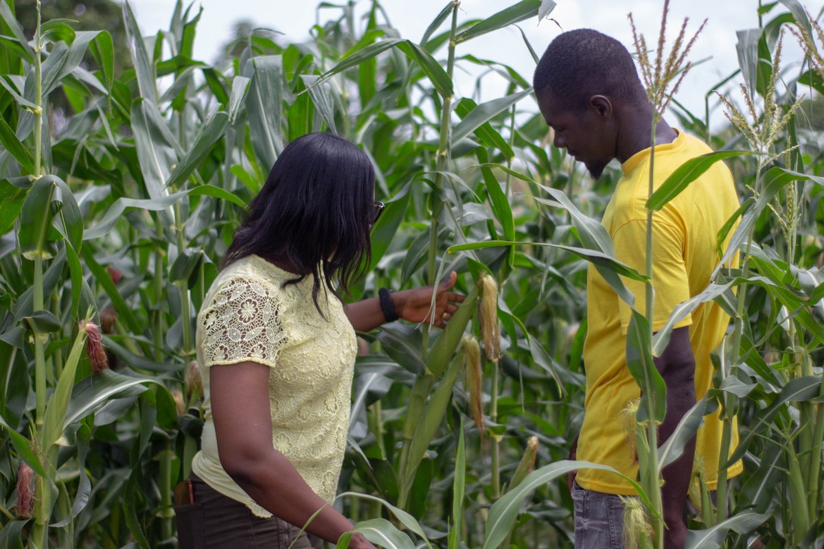 🚜🌽 Exciting news! CSIR-SARI &amp; KNF, funded by the Ghana Skills Development Fund, are training local farmers in hybrid maize seed production. 🌱 This initiative boosts food security &amp; job creation in Ghana. Together, we’re transforming agriculture! #HybridMaize #FoodSecurity