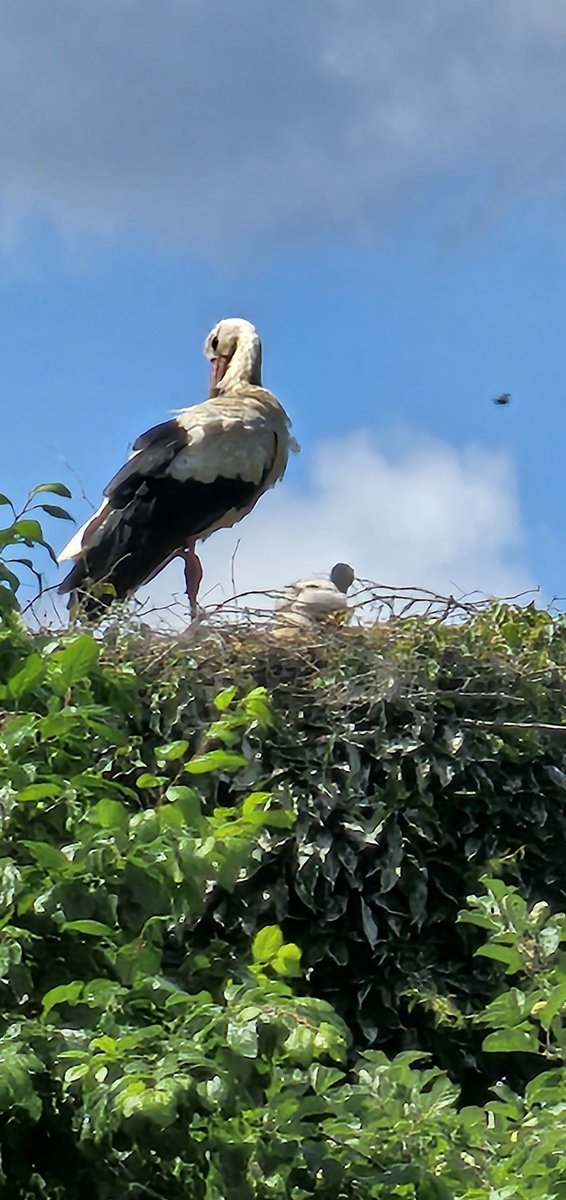 Stalkoju stārķu ligzdu. 2 mazulīši 🤩 Bet no vecākiem palicis tikai viens. Iepriekš abi bija kopā, pa brīdim bija vienatnē, bet nu jau kādu laiku tikai viens.