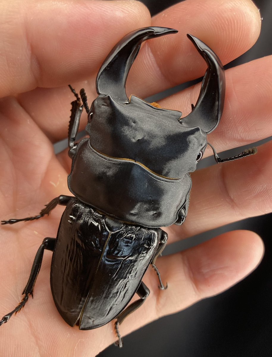 張飛(A160G)
77.8(28.4)6.88mm
久々に手に取って見てたら撮りたくなったので再撮影📷

その他、ダラダラ書きながらA160Fネタのブログも更新しました(^^;;
hopei117.blog.fc2.com/blog-category-…

もし良ければご覧ください🐟