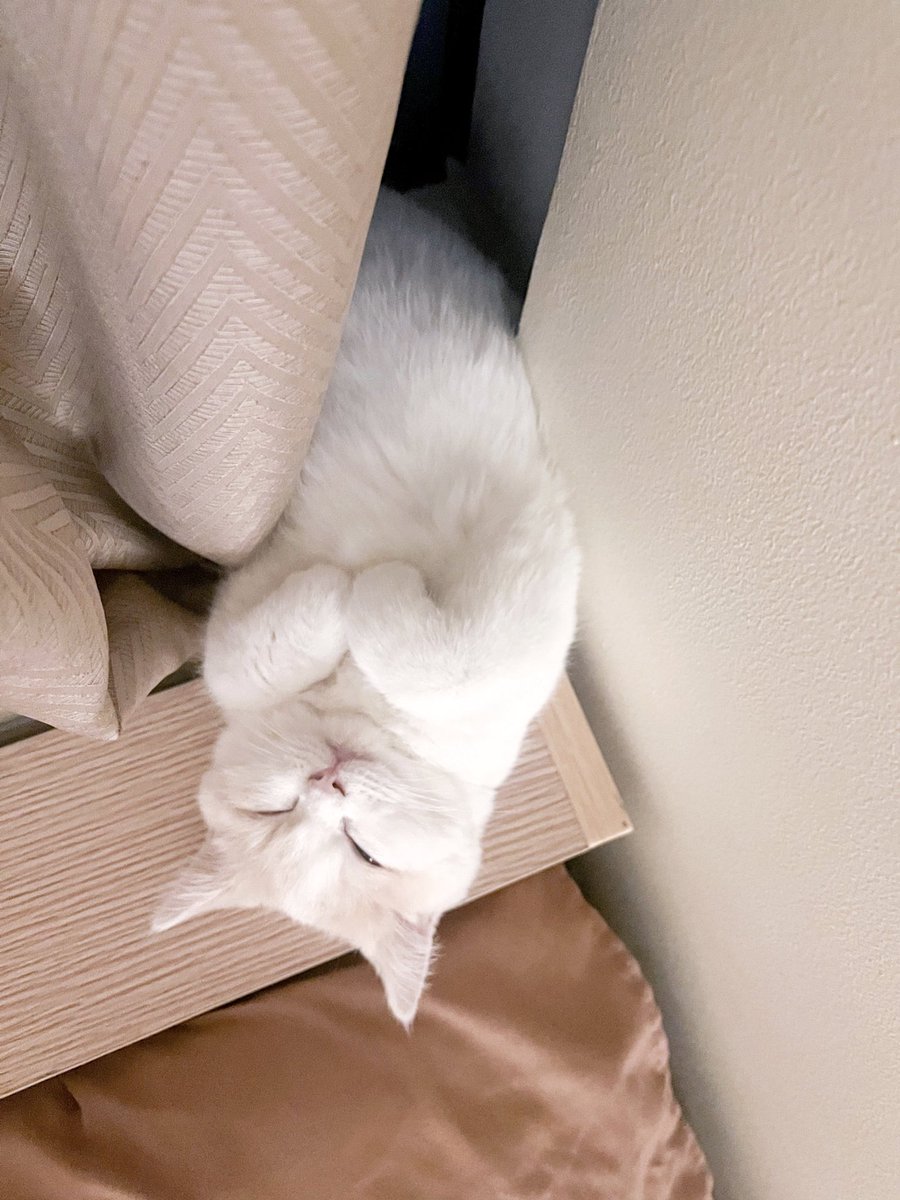 bini_sheena's tweet photo. my mauvey lovey https://t.co/0NFf4YblDi