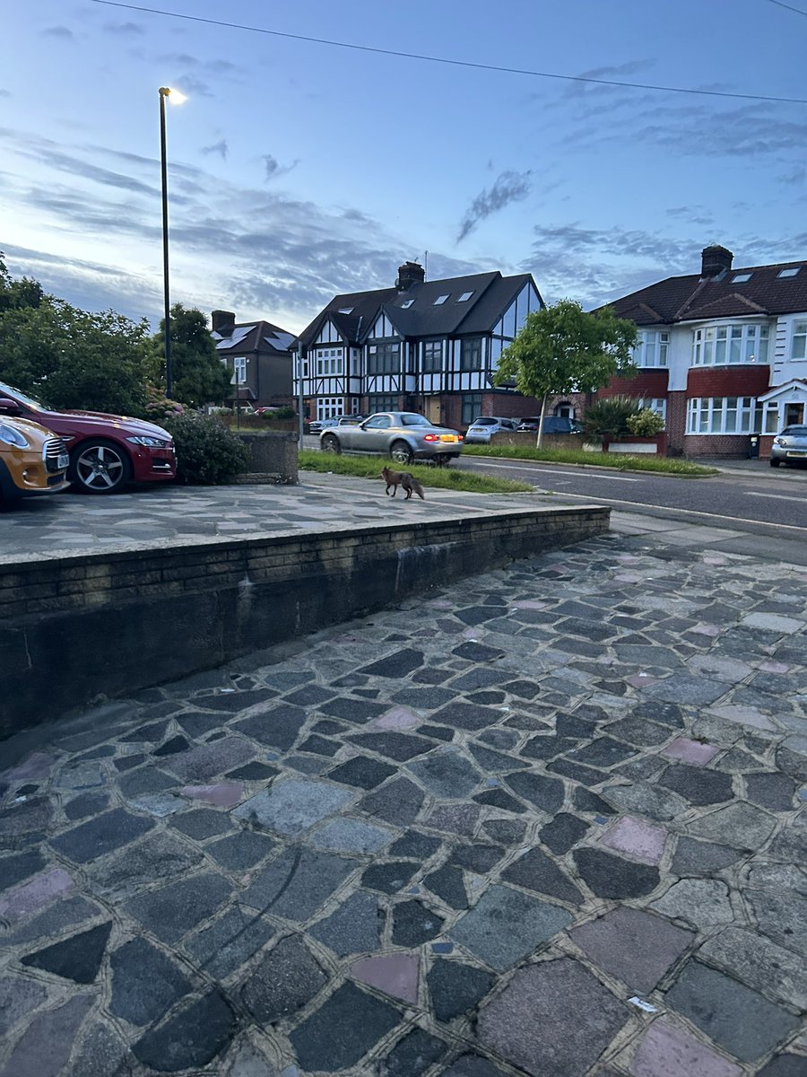 drharsh89's tweet photo. Early Morning Trespasser at my home garden @Oakwood #London #Fox #Observership #Londondiaries @GreatOrmondSt https://t.co/WUjlyIxXBo