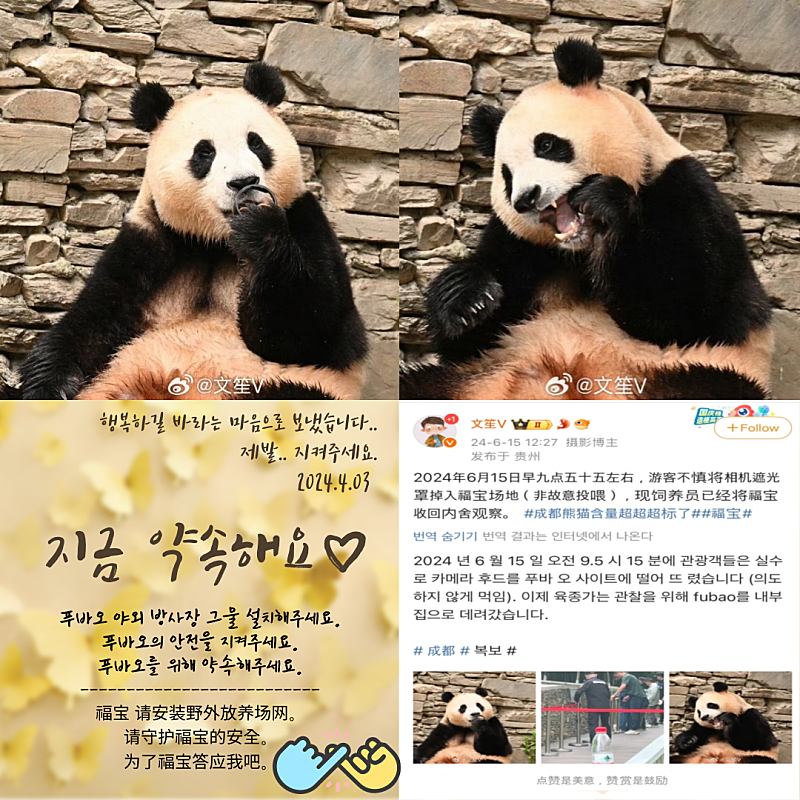 yuyu000218's tweet photo. 푸바오 야외 방사장 그물 설치해주세요.
안전을 지켜주세요. 약속해주세요.

福宝 请安装野外放养场网。
请守护福宝的安全。
为了福宝答应我吧。

​#푸바오 #Fubao #SaveFubao #福宝 #熊猫宝宝 #带来幸福的宝物 #请守护我 #熊猫 #中国 #神树坪 #卧龙神树坪基地 #푸조대 #Bao119 #푸바오구조대 https://t.co/by7eQcCPYP