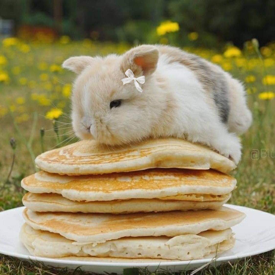 pancakebun