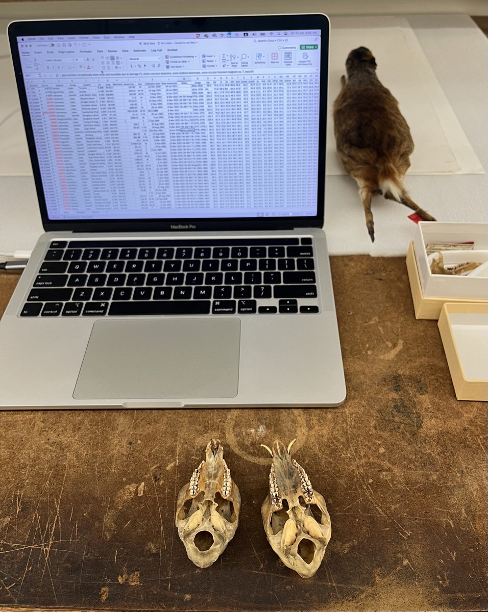 marcuschua's tweet photo. 😮 😱
Mouse-deer shenanigans post #ASMBoulder mammalogists conference.
At @NMNH. https://t.co/rwFl8sjDrA
