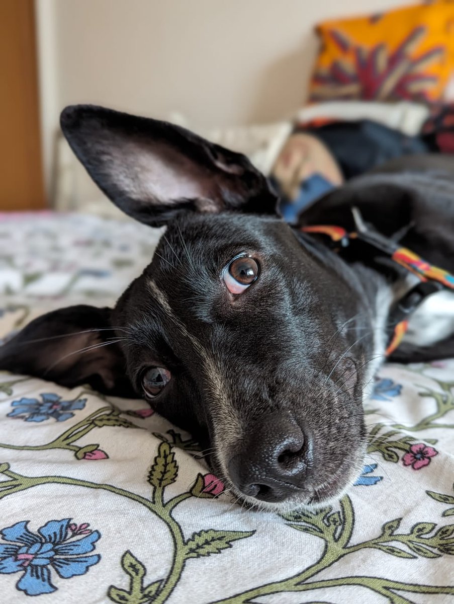 KAPPU ADOPTION
CMO TWITTER DO YOUR THINGGG
This cute puppy. Kappu. Is up for adoption. She walked into diamond district few weeks ago as a lost puppy. Is currently in foster with some kind folks of dd apartment. She is less than a year old and is vaxxed. Waiting to be neutered