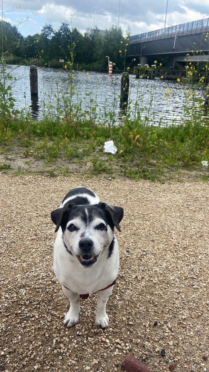 Cameron (@cameronpuppy) on Twitter photo 