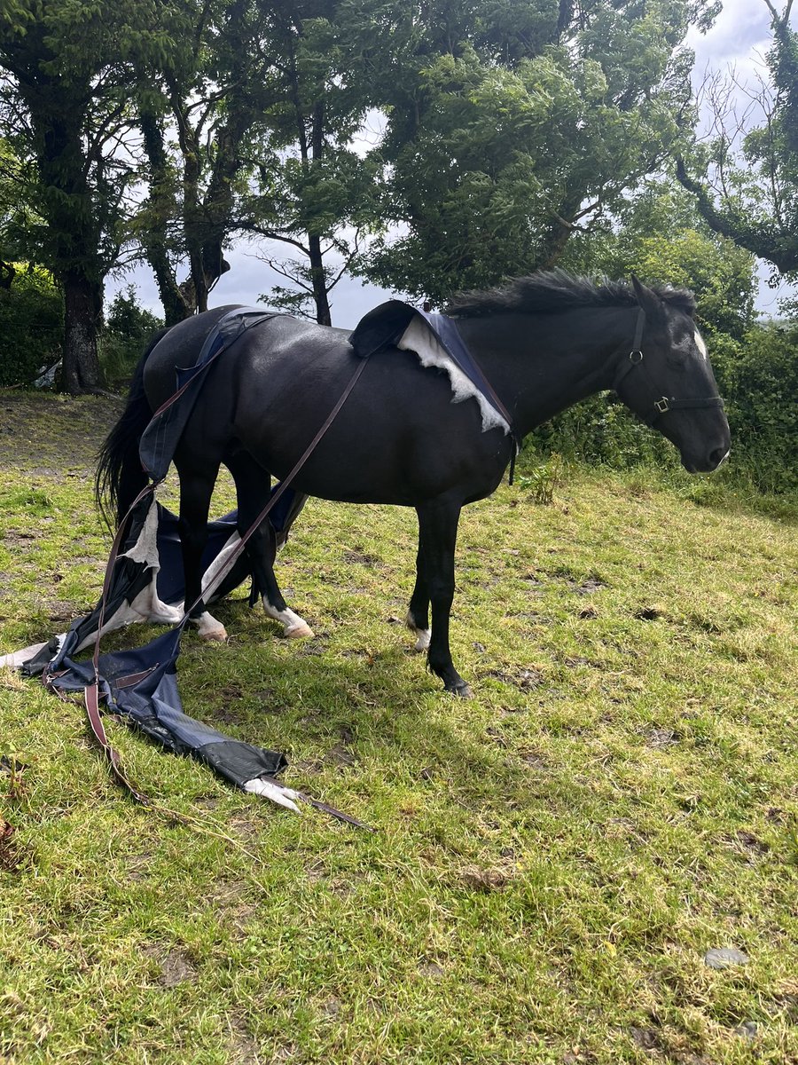 Edel Burke Curtin tweet media