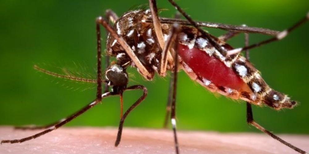 Upstate Medical University (@upstatenews) on Twitter photo June 15th marks #WorldDengueDay 🦟🔬 Upstate researchers are making strides in the fight against the mosquito-borne disease.
Learn more about Upstate's efforts to combat the disease that threatens more than half the globe's population: bit.ly/4b5Kb2v
<a href="/Upstate_GlobalH/">Upstate_Global_Health_Institute</a> June 15th marks #WorldDengueDay 🦟🔬 Upstate researchers are making strides in the fight against the mosquito-borne disease.
Learn more about Upstate's efforts to combat the disease that threatens more than half the globe's population: bit.ly/4b5Kb2v
<a href="/Upstate_GlobalH/">Upstate_Global_Health_Institute</a>