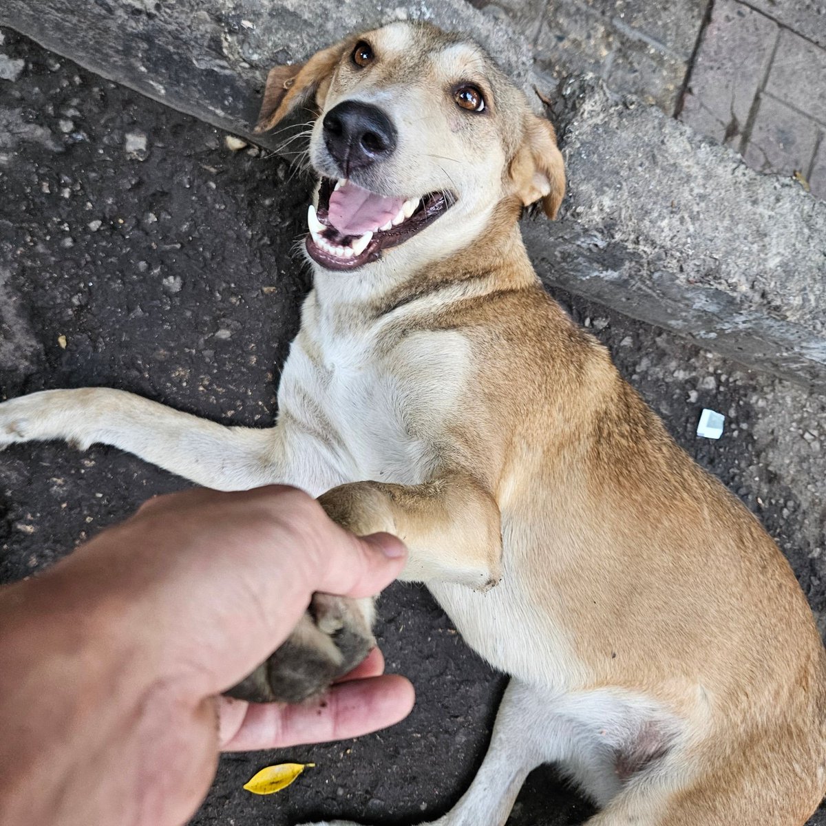 Please put water in the streets for strays during this heat wave