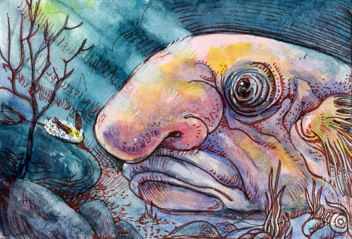 LifeImitatesDdl's tweet image. #DoodlewashJune2024 prompt: Blobfish, Sea Bunny.
Did you know blobfish live up to 130 years? and sea bunnies feed on toxic sponges &amp;amp; are toxic themselves? Tech pen &amp;amp; #DanielSmithArtistsMaterials on #Etchr 25% Cotton Watercolor Postcard. @etchr_lab #WorldWatercolorGroup