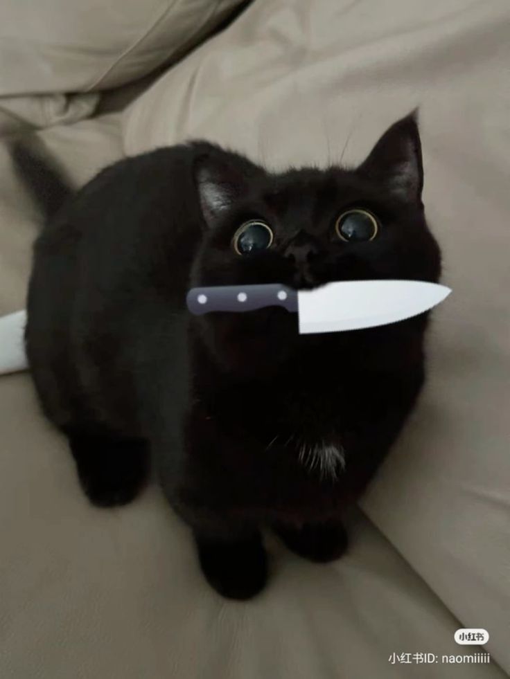 Posts Of Cats (@postsofcats) on Twitter photo 