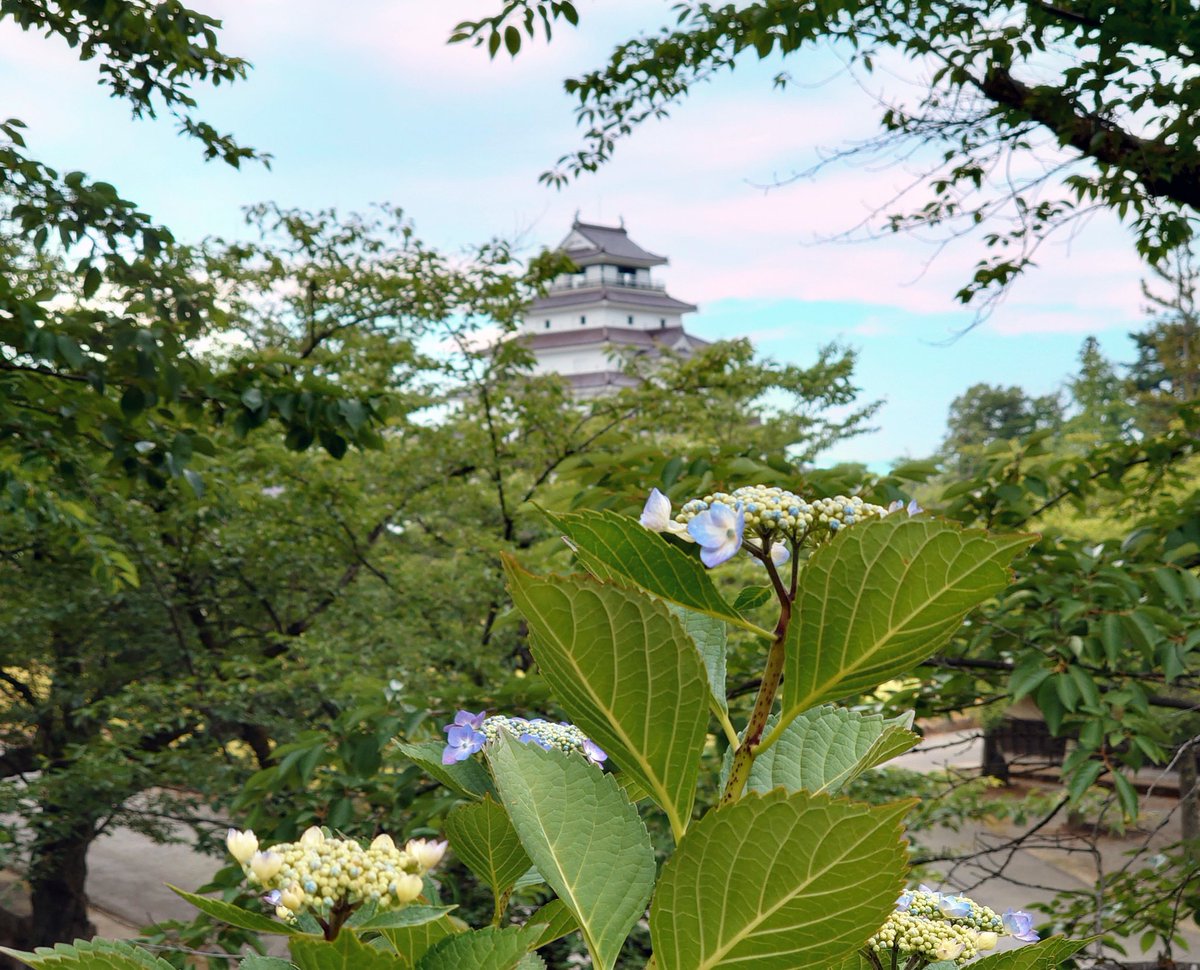 Ibara_Win's tweet photo. #鶴ヶ城　＃紫陽花　#あじさい　＃アジサイ https://t.co/XBzcf4mqIF