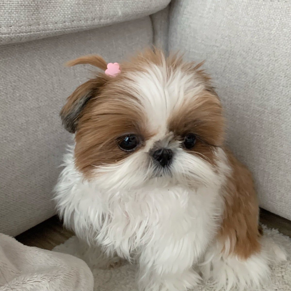 네모시츄 앵두짱 tweet media